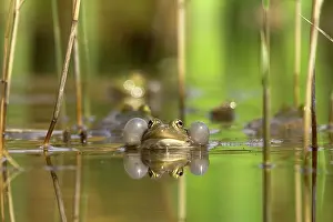 Sacs: Green Frog - with inflated vocal sacs - in garden pond