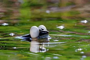 Sacs: Green Frog - with inflated vocal sacs - in garden pond