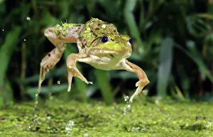 Leaps: Green Frog Jumping