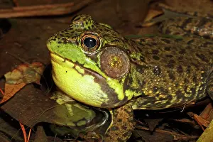 Attract: Green Frog - Male calling to attract mate