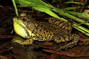 Attract: Green Frog - Male calling to attract mate