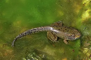 Limbs: Green Frog - Metamorphosing frog showing tadpole