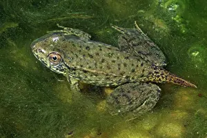 Remnants: Green Frog - Nearly metamorphosed frog showing