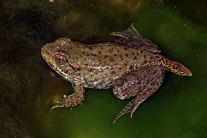 Remnants: Green Frog - Nearly metamorphosed frog showing
