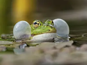 Esculentus: Green frog (Pelophylax esculentus), North Rhine-Westphalia