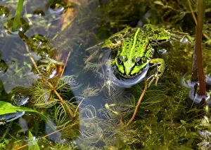 Esculentus: Green frog (Pelophylax esculentus)