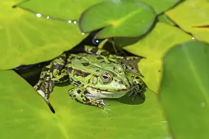 True Frog: Green frog (Pelophylax esculentus), Bavaria, Germany, Europe