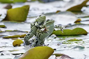 Airplane: Green frog (Pelophylax esculentus) biplane jumpi