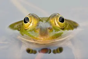 Batrachian: Green frog (Pelophylax esculentus), frontal, detail