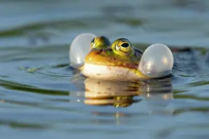 Ditch: Green frog (Pelophylax kl. esculentus) (Pelophylax