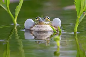 Ditch: Green frog (Pelophylax kl. esculentus) (Pelophylax