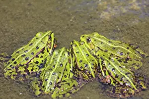 Esculentus: Green frog (Pelophylax kl. esculentus), Zingst
