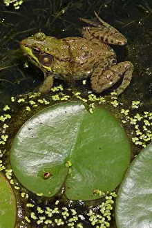 Clamitans: Green Frog in pond