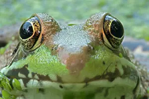 Clamitans: Green Frog in pond