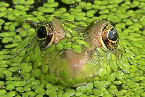 Clamitans: Green Frog in pond