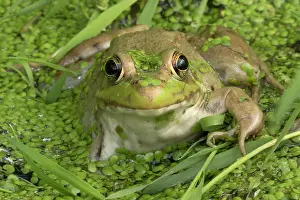 Clamitans: Green Frog in pond