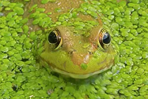 Clamitans: Green Frog in pond