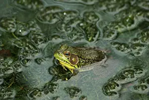Clamitans: Green Frog in Pond