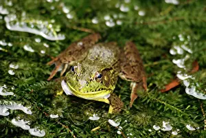 Clamitans: Green Frog in Pond