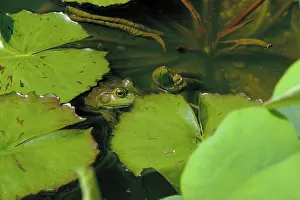 Blooded: Green frog in pond