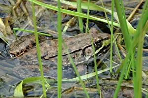 Clamitans: Green Frog (Rana clamitans)