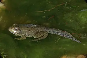 Remnants: Green Frog (Rana clamitans) - Nearly metamorphosed