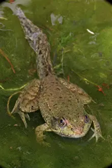 Remnants: Green Frog (Rana clamitans) - Nearly metamorphosed