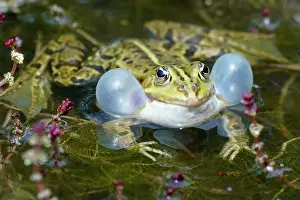 Rana: Green frog (Rana esculenta) with sound bubble, France
