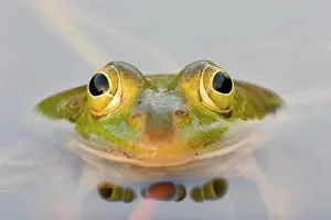 Rana: Green frog (Rana esculenta) in the water, animal