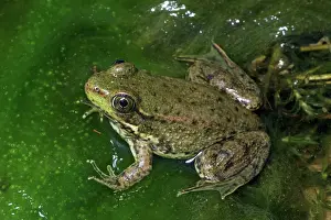 Remnants: Green Frog - Recently metamorphosed frog showing