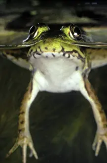 Ranidae: Green Frog at Surface
