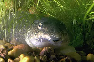 Tadpole: Green Frog Tadpole