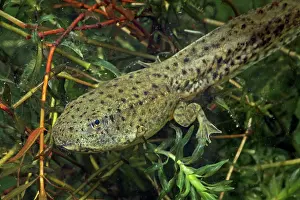 Clamitans: Green Frog Tadpole - Intermediate stage tadpole