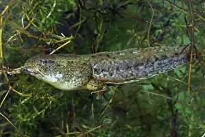 Clamitans: Green Frog Tadpole - Intermediate stage tadpole