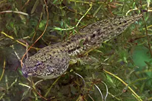 Clamitans: Green Frog Tadpole - Intermediate stage tadpole