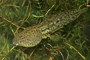 Clamitans: Green Frog Tadpole - Intermediate stage tadpole