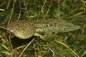 Clamitans: Green Frog Tadpole - Intermediate stage tadpole
