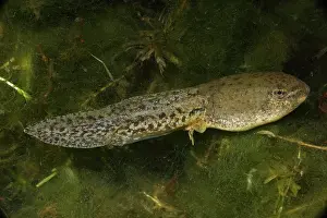 Rana: Green Frog Tadpole (Rana clamitans) - Intermediate