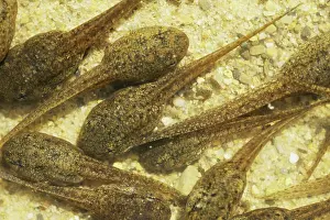 Lifecycle: Green Frog Tadpoles