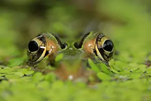 Clamitans: Green Frog Washington, DC, USA