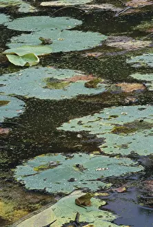 Waterlily: Green Frogs
