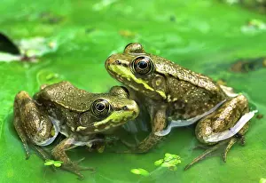 Ohio: Green Frogs