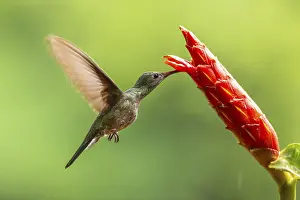 Hummingbird: Green-fronted Brilliant Hummingbird (Heliodoxa jacula)