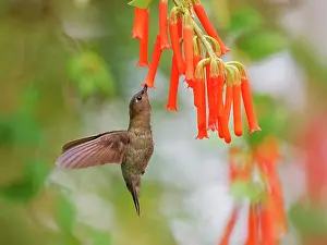 Fronted: Green Fronted Lancebill Hummingbird - feeding on