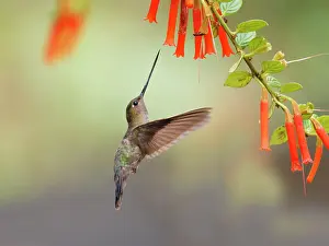 Fronted: Green Fronted Lancebill Hummingbird - feeding on