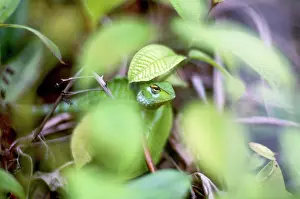 Calotes: Green Garden Lizard