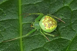 Araneus: Green Garden Spider