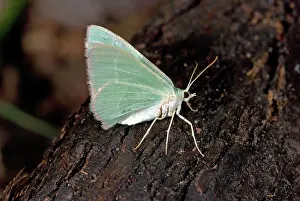 Geometrid: Green Geometrid Moth