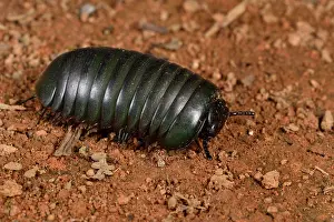 Andasibe: Green Giant Pill-Millipede (Zoosphaerium sp), Andasibe