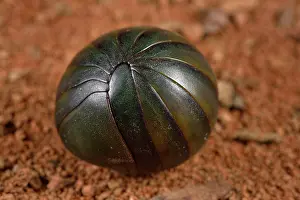 Diplopoda: Green Giant Pill-Millipede (Zoosphaerium sp) ball